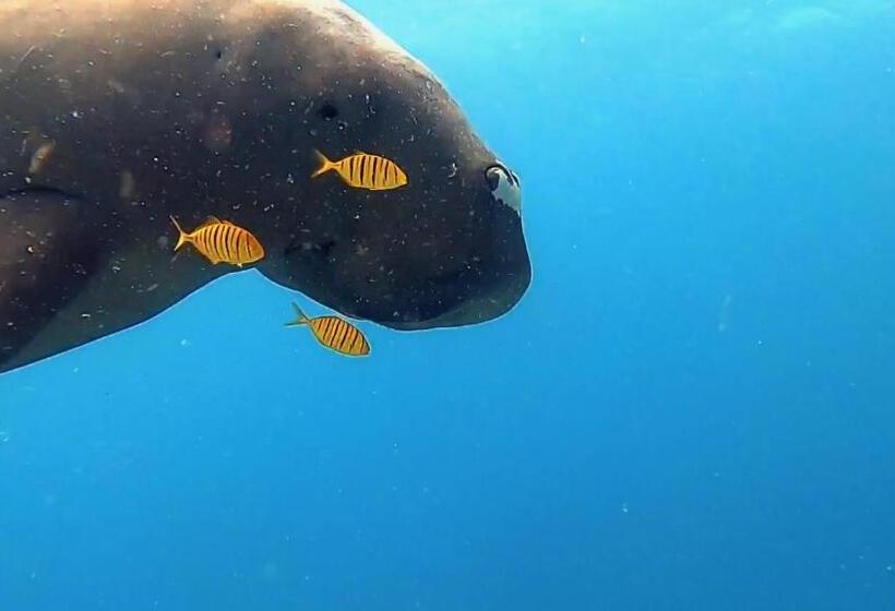 استراحتگاه South Pacific Memories