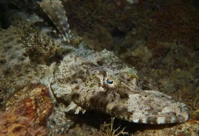 استراحتگاه South Pacific Memories