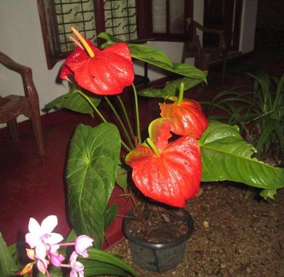 بنسيون Ariyawansa Guest House