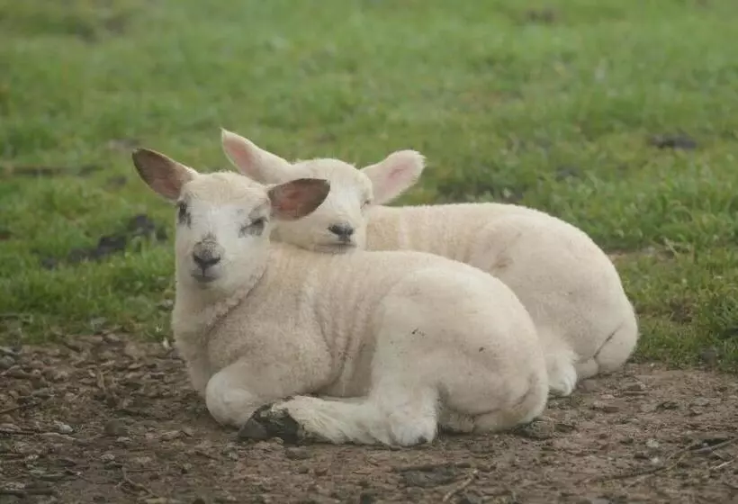 Majatalo The Prophecy Of Light Retreat