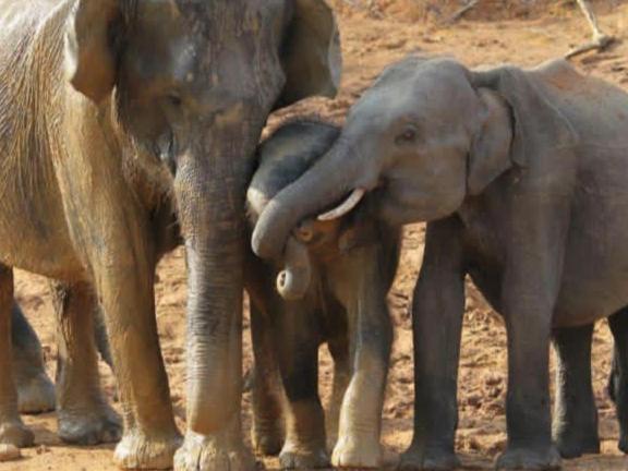 Szálloda The Beauty Of Udawalawa