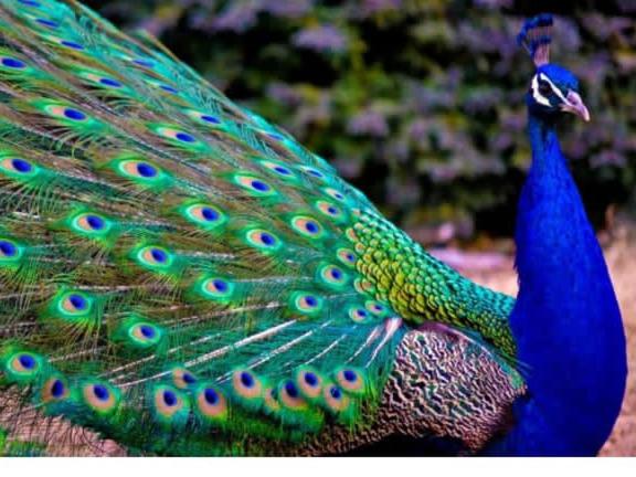 Szálloda The Beauty Of Udawalawa