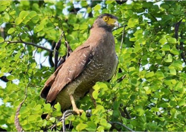 Szálloda The Beauty Of Udawalawa