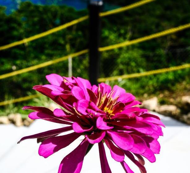 پانسیون Silk Cotton Cottages