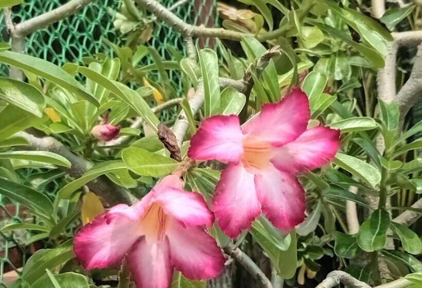 צימר Vedic Villa