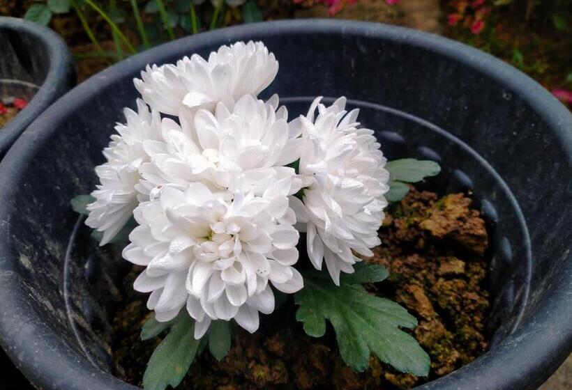 צימר Vedic Villa