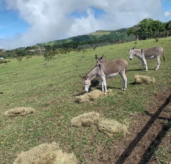 مبيت وإفطار Almore