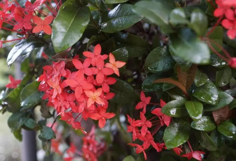 ペンション Elizabeth The 7th