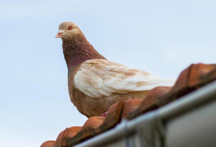 Bed and Breakfast Aux Ronzières
