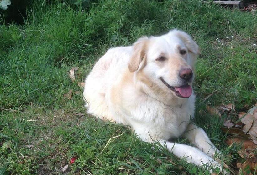 צימר Au Prince Grenouille