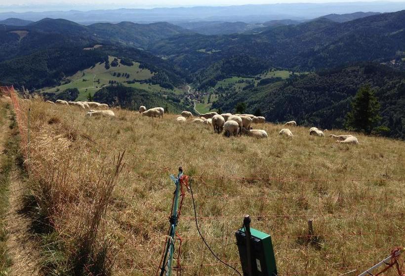 Отель Haus Feldbergfalkau