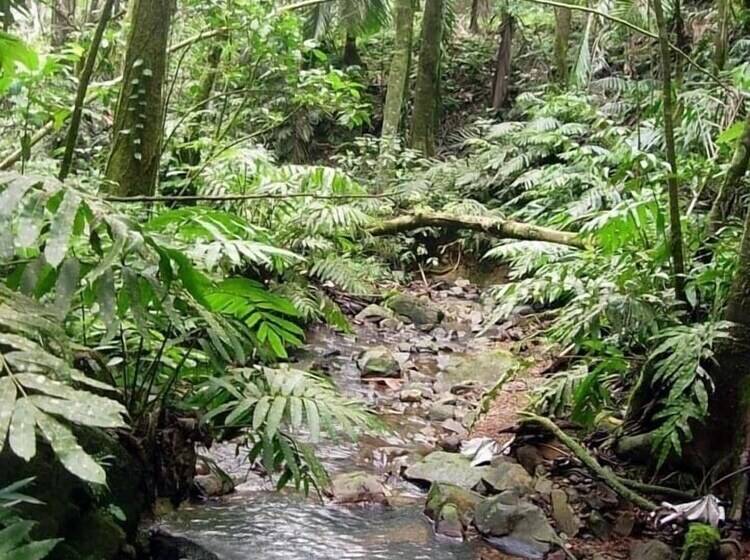 تختخواب و صبحانه Serenity Rainforest Retreat