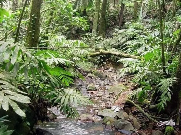 تختخواب و صبحانه Serenity Rainforest Retreat