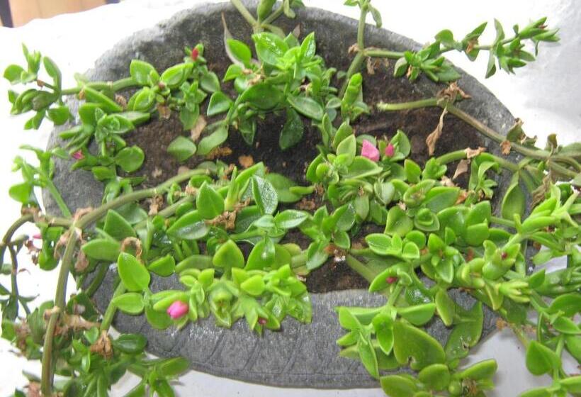 Szálloda Albergo Seaside