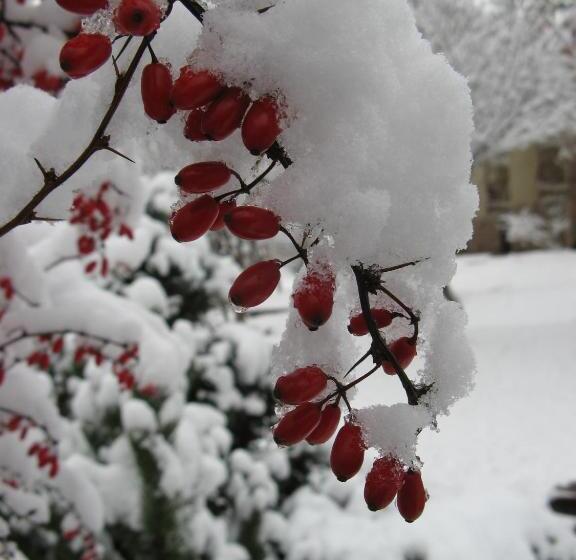 渡假胜地  Perlyna Karpat