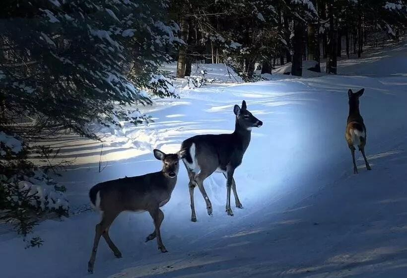 Room In Lodge   Beach Club Hotel St Emilie Energie Lake Mountain No6367