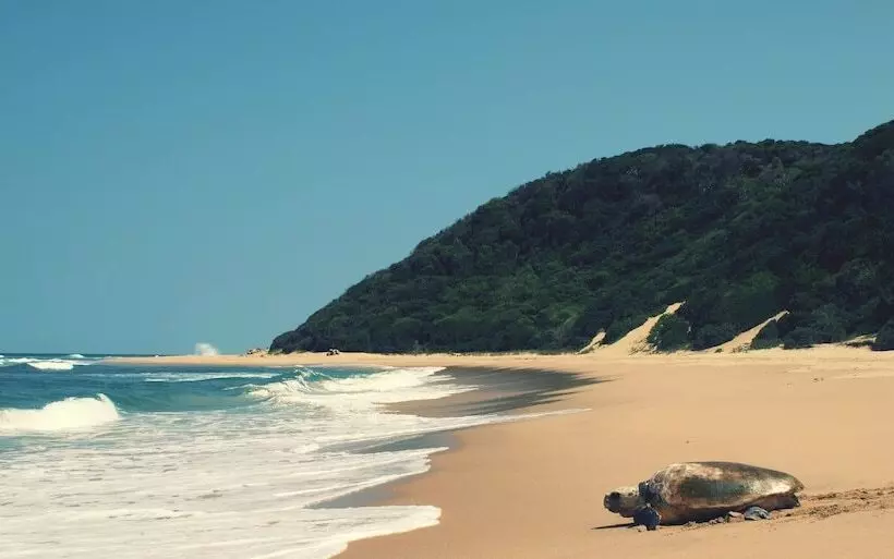 ペンション Thonga Beach Lodge
