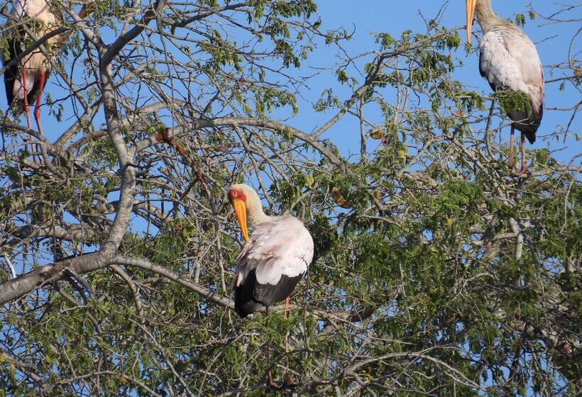 ホテル Sausage Tree Safari Camp