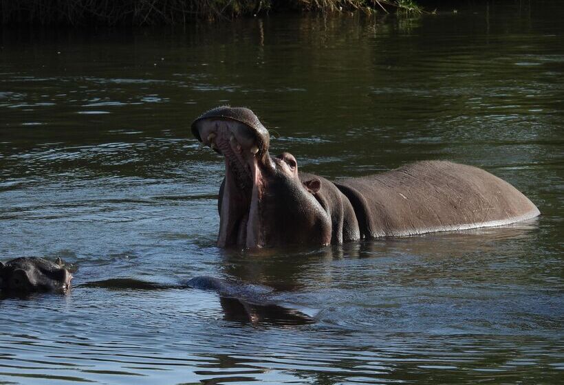 ホテル Sausage Tree Safari Camp