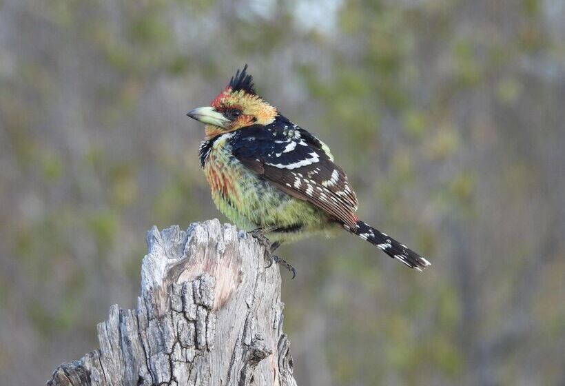 ホテル Sausage Tree Safari Camp