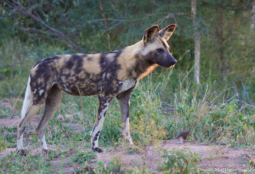 ホテル Sausage Tree Safari Camp