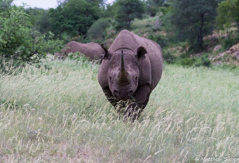 ホテル Sausage Tree Safari Camp