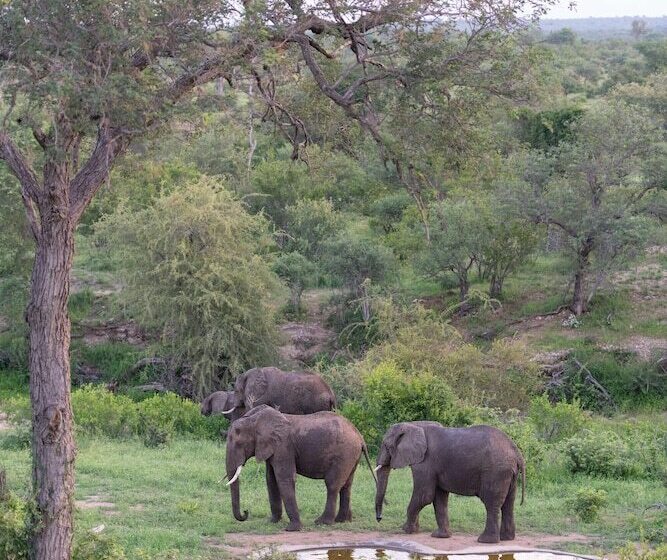 ホテル Sausage Tree Safari Camp