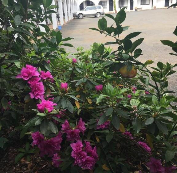 Azalea Motel