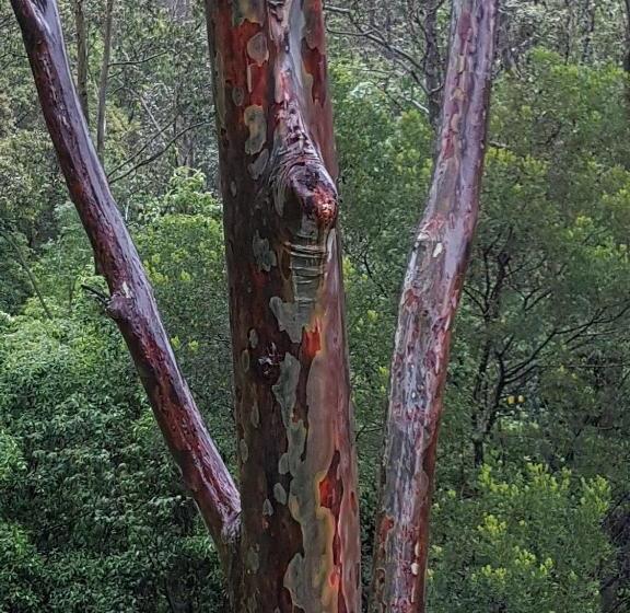 Bellbird Cottage B&b