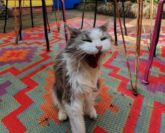 Bowral Road Art Gallery Bed And Breakfast