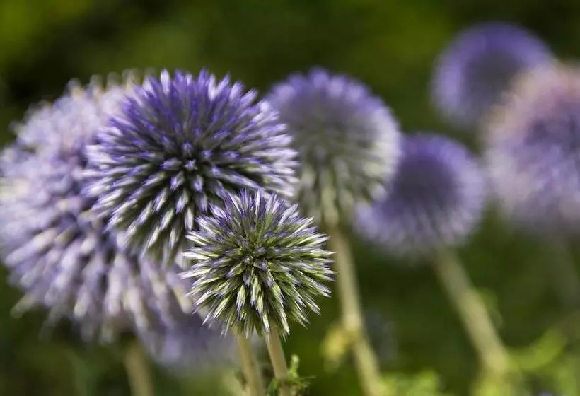 تختخواب و صبحانه Kennebec Inn