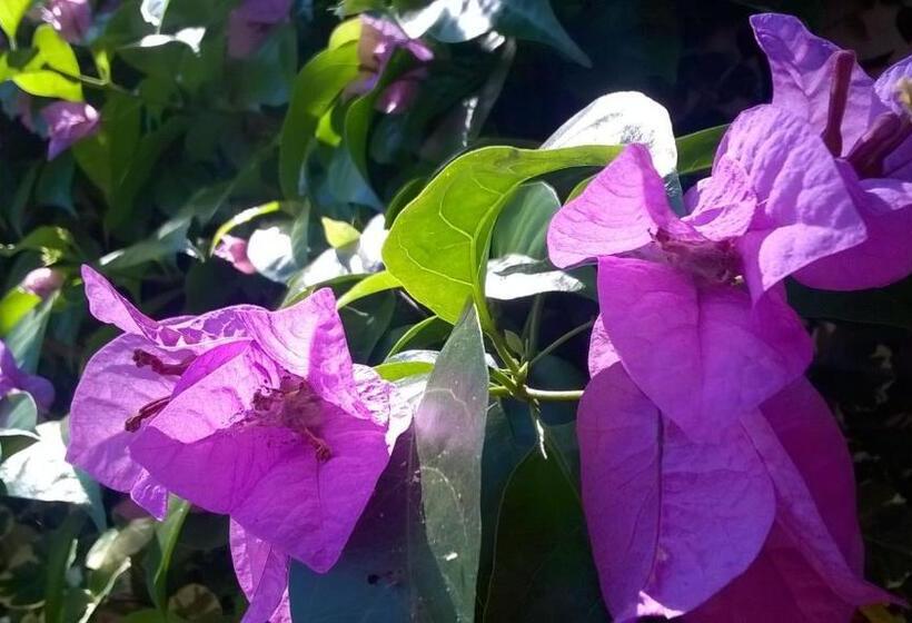 Petit Hotel Caraguata