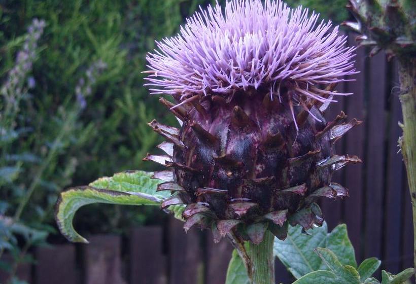 Baldiesburn Bed & Breakfast