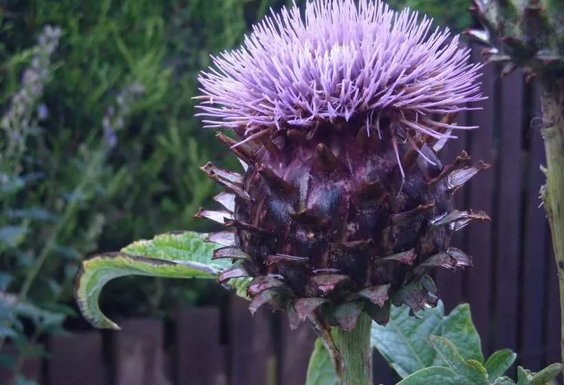 Baldiesburn Bed & Breakfast