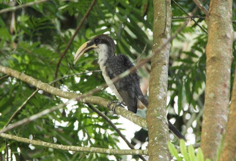 Kandy Shady Trees Villa