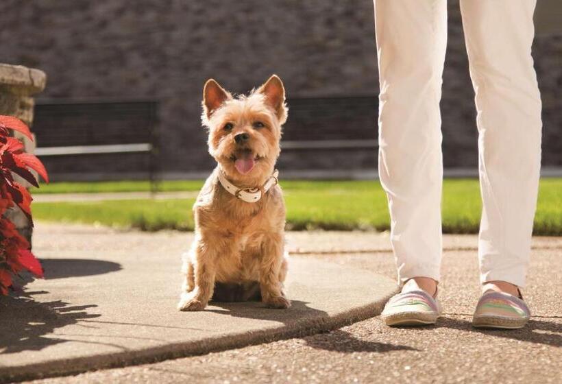 هتل Hyatt Place Chicago Ohare Airport