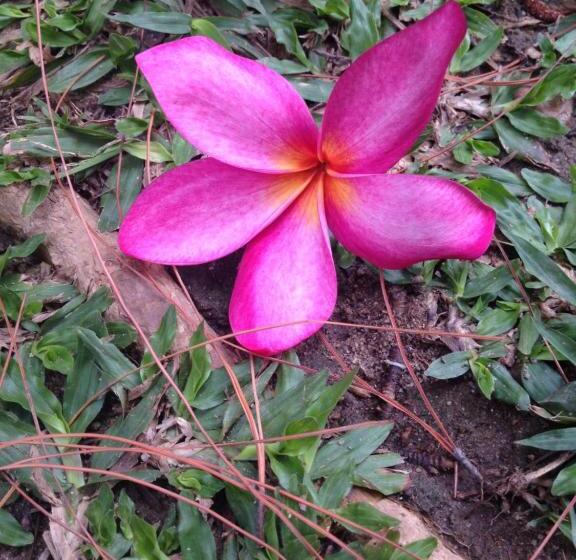 Schronisko Baan Bua Guest House