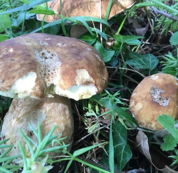 צימר Les Chambres Lauryvan