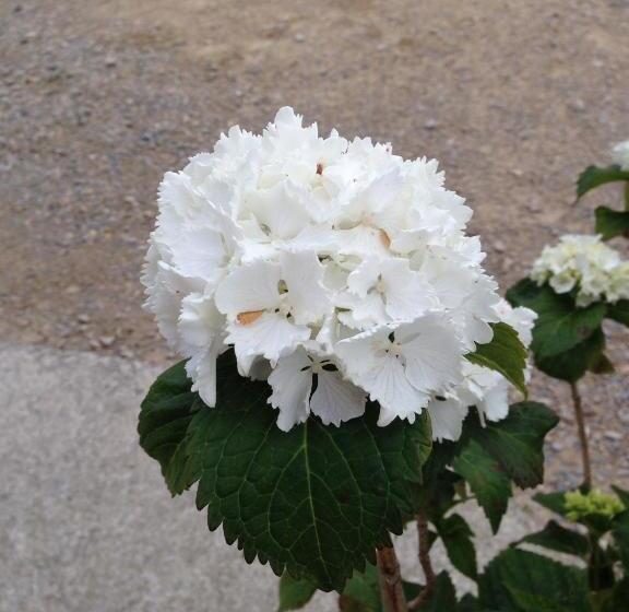 مبيت وإفطار Le Mazet Chambre D Hôtes