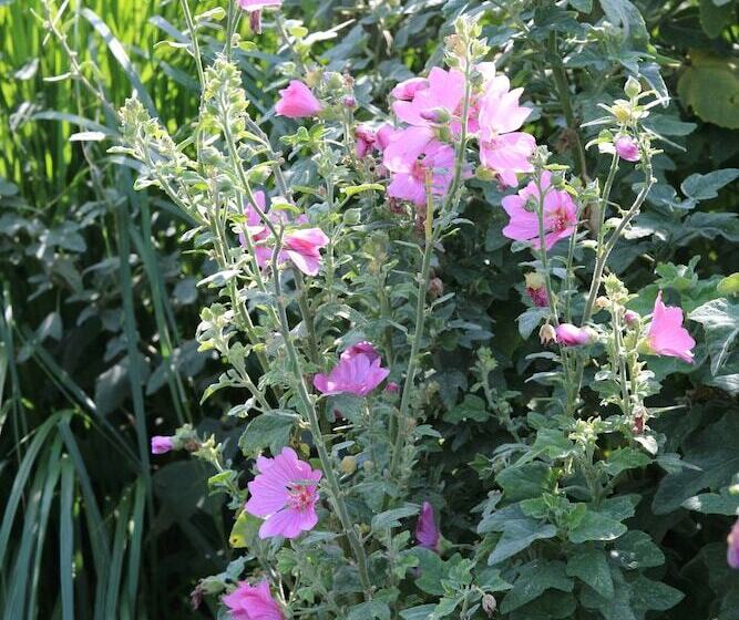 فندق B&b Antares