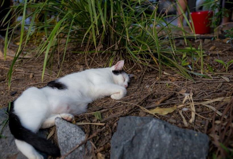 בית מלון כפרי Somewhere To Stay Backpackers