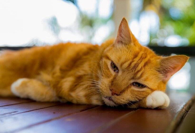 בית מלון כפרי Somewhere To Stay Backpackers