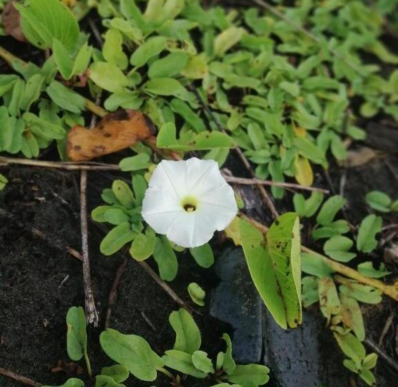 هاستل Hospedaje Meryscar