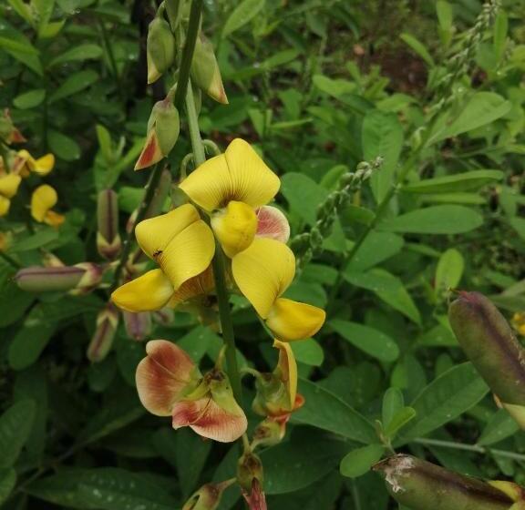 هاستل Hospedaje Meryscar