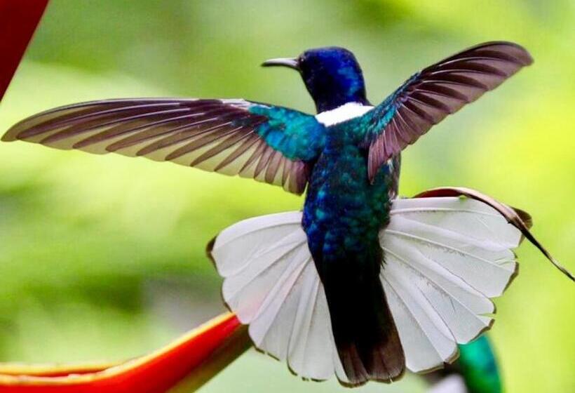 צימר Mar Verde Lodge