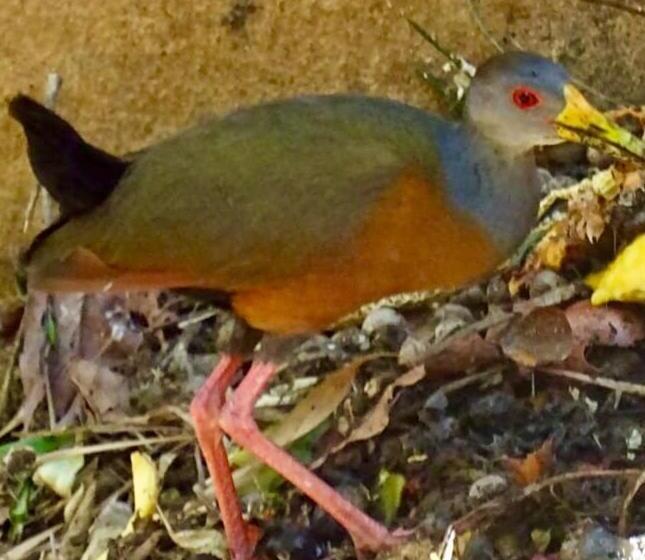 צימר Mar Verde Lodge