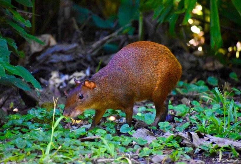 צימר Mar Verde Lodge
