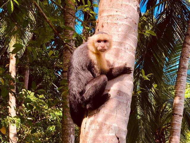 צימר Mar Verde Lodge