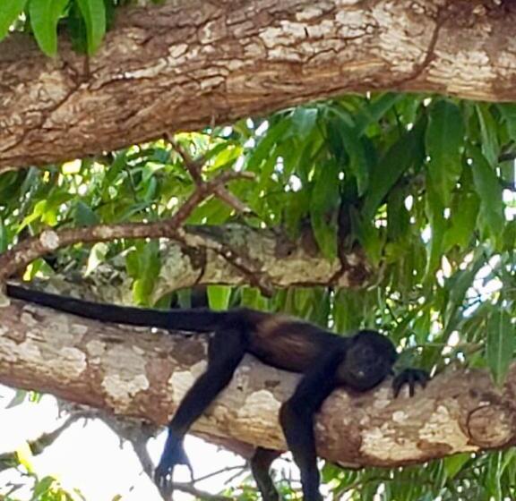 צימר Mar Verde Lodge