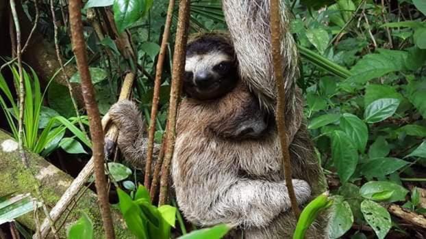 צימר Mar Verde Lodge